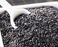 The origin and spread of 'Emperor's rice'