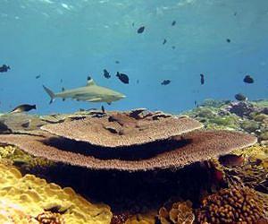 Microbial dynamics of coral reef robustness and decline