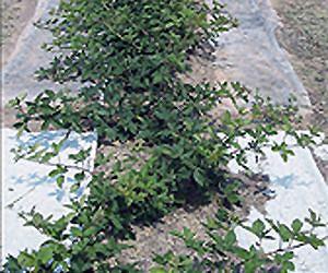 Using Ground Covers in Organic Production