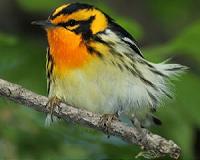 Oil and gas development homogenizing core-forest bird communities