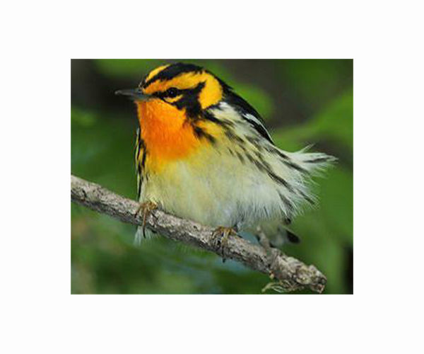 Genes controlling warbler colors evolved through two separate processes