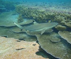 New analysis confirms sharks are in trouble
