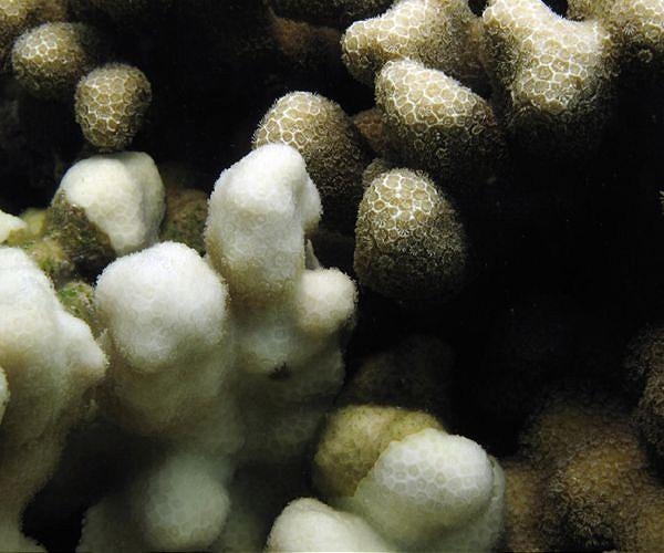 Thailand closes island after coral bleaching found
