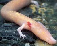 Salamander genome provides clues to the amphibian's regenerative abilities