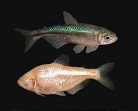 Without internal clock, these blind fish can't get jet lag