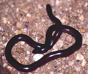 Ancient snakes found living in Madagascar