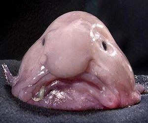 Miserable-looking fish wins Ugliest Animal award