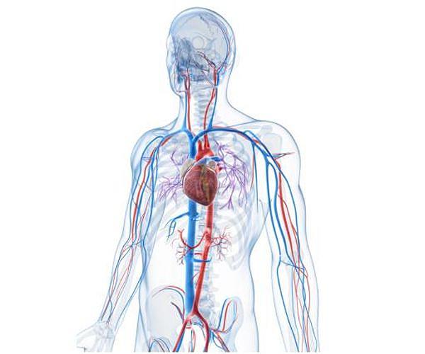 Study links chemicals in plastic to cardiovascular deaths