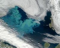 Phytoplankton, reducing greenhouse gases or amplifying Arctic warming