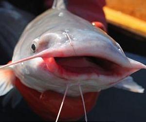 Thinking 'big' may not be best approach to saving large-river fish