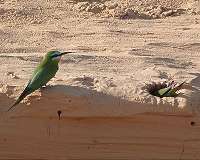 Why songbirds can overeat and not get fat