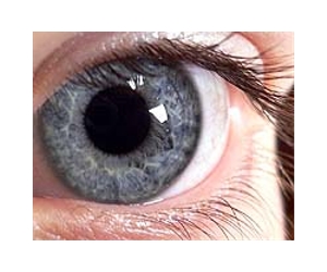 Sections of retinas regenerated and visual function increased with stem cells from skin