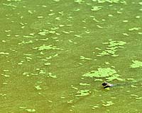 Japan's Denso studying using algae to absorb emissions