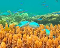Experts call on climate change panel to better reflect ocean variability in their projections