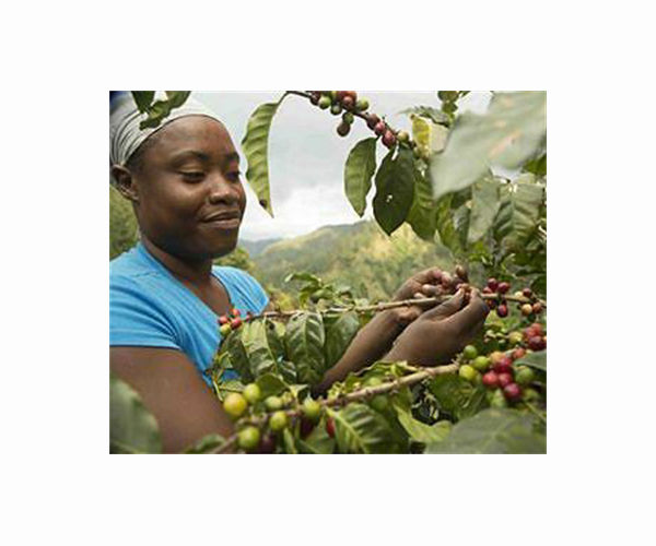 Conservationists aim to turn birders on to shade-grown coffee