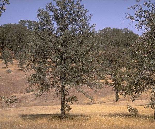 Hotter, more frequent droughts threaten California's iconic blue oak woodlands