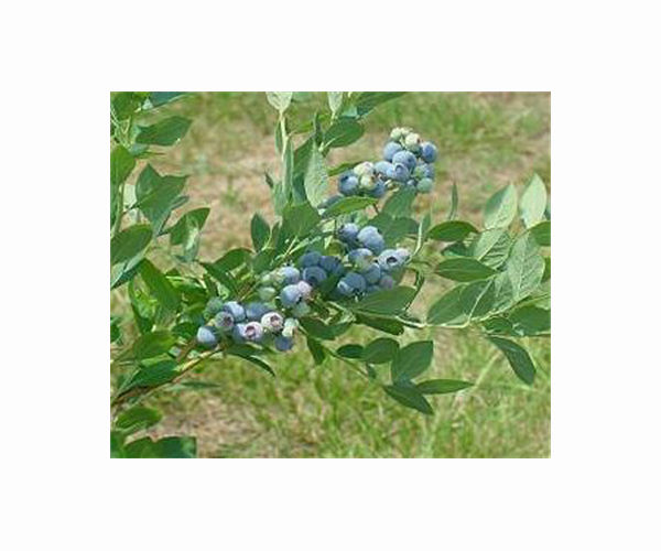 Farmers, researchers seek ways to buttress blueberry fields against climate change