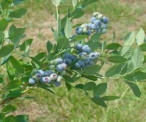 New Blueberry Recommended For Home Gardeners