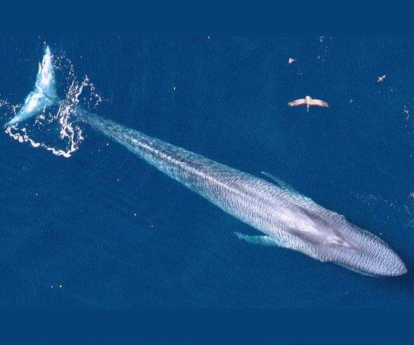 Huge blue whale washes ashore in southern Chile