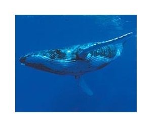 World's biggest creature tracked by its song
