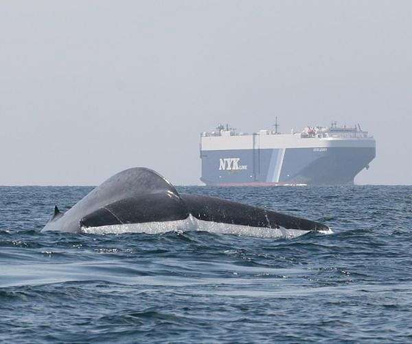 EU's green push targets shipping emissions