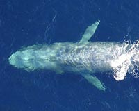 Pitch Of Blue Whale Songs Is Declining Around The World
