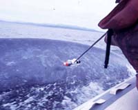 Blue Giants Of The Deep Off Los Angeles Coast