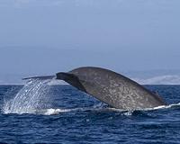 NASA Satellite Data Helps Protect Endangered Whales