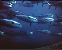 Experts call for halt to bluefin tuna fishing in Mediterranean