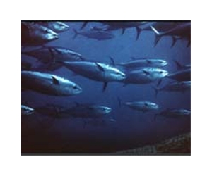 Bluefin tuna catches to be reduced in Pacific: reports
