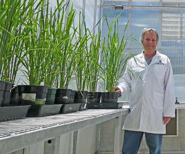 Improving photosynthesis: our best bet to create a food secure world