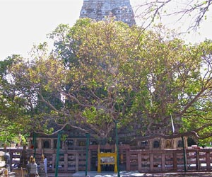 Buddha tree alive and healthy at age 2,500