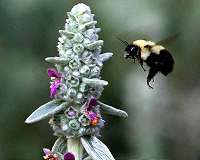 Rusty patched bumble bee listed as endangered species