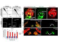 Real time imaging and transcriptome analysis of medaka aboard space station