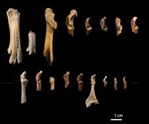 Primitive birds shared dinosaur fate