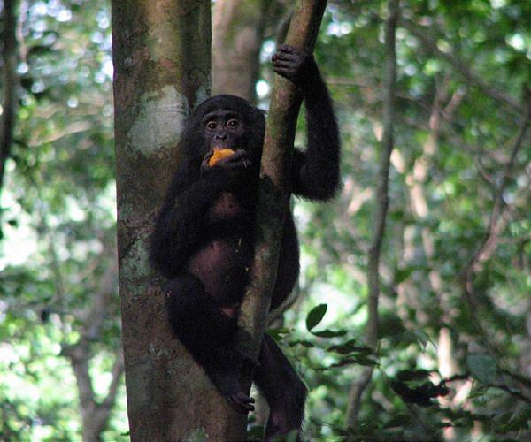 Rangers at DR Congo wildlife haven protest over pay
