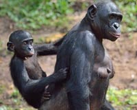 Bonobos make themselves appear smaller than they actually are