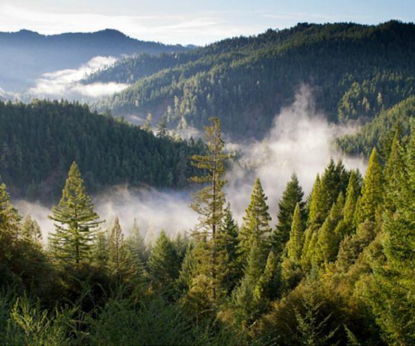 Particles formed in boreal forests affect clouds in the troposphere