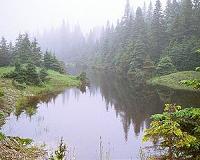 Native tribe fights to save Boreal forest in Quebec