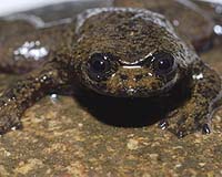 Lungless frog could shed light on evolution: scientist