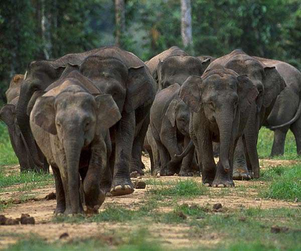 Seven young elephants drown in Sri Lanka