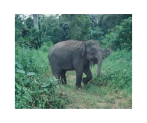 Rare elephant found dead in Indonesia: official