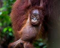 Orangutans make complex economic decisions