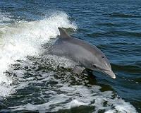 Japan releases 'Flipper' dolphin trainer after arrest