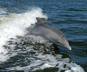 US probes spike in dolphin deaths off East Coast