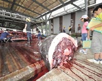 Iceland reconsiders whaling quota increase