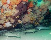 Radical solution could avoid depletion of natural resources