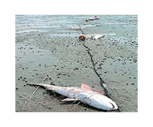 Gulf of Mexico fishing ban extended