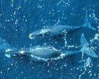 The bowhead whale lives over 200 years. Can its genes tell us why?