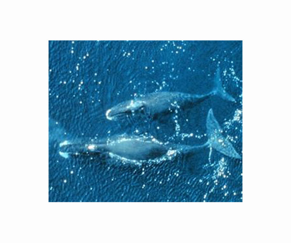 Sea Ice Barriers Shaped Bowhead Whale Recovery Across Arctic Stocks
